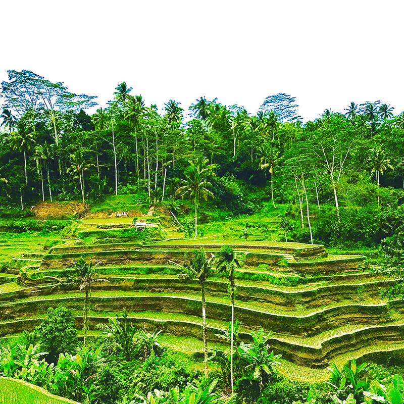 Rice Terrace@Indonesia