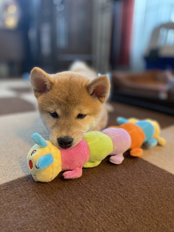 愛犬の"こたく"です
