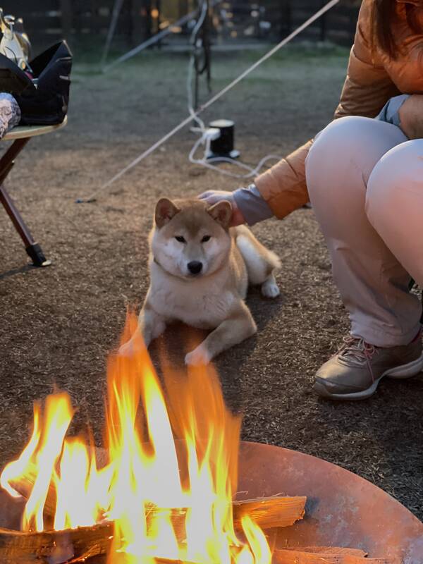 愛犬と焚き火コーチング🔥