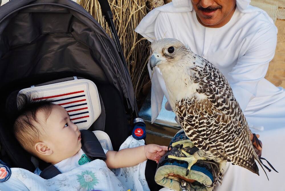 ファルコンはUAEの国鳥です。とても大切にされています。一羽数千万円するとか。ファルコンは人間と同じようにパスポートを持っていて、飛行機では機内の座席に座ります。